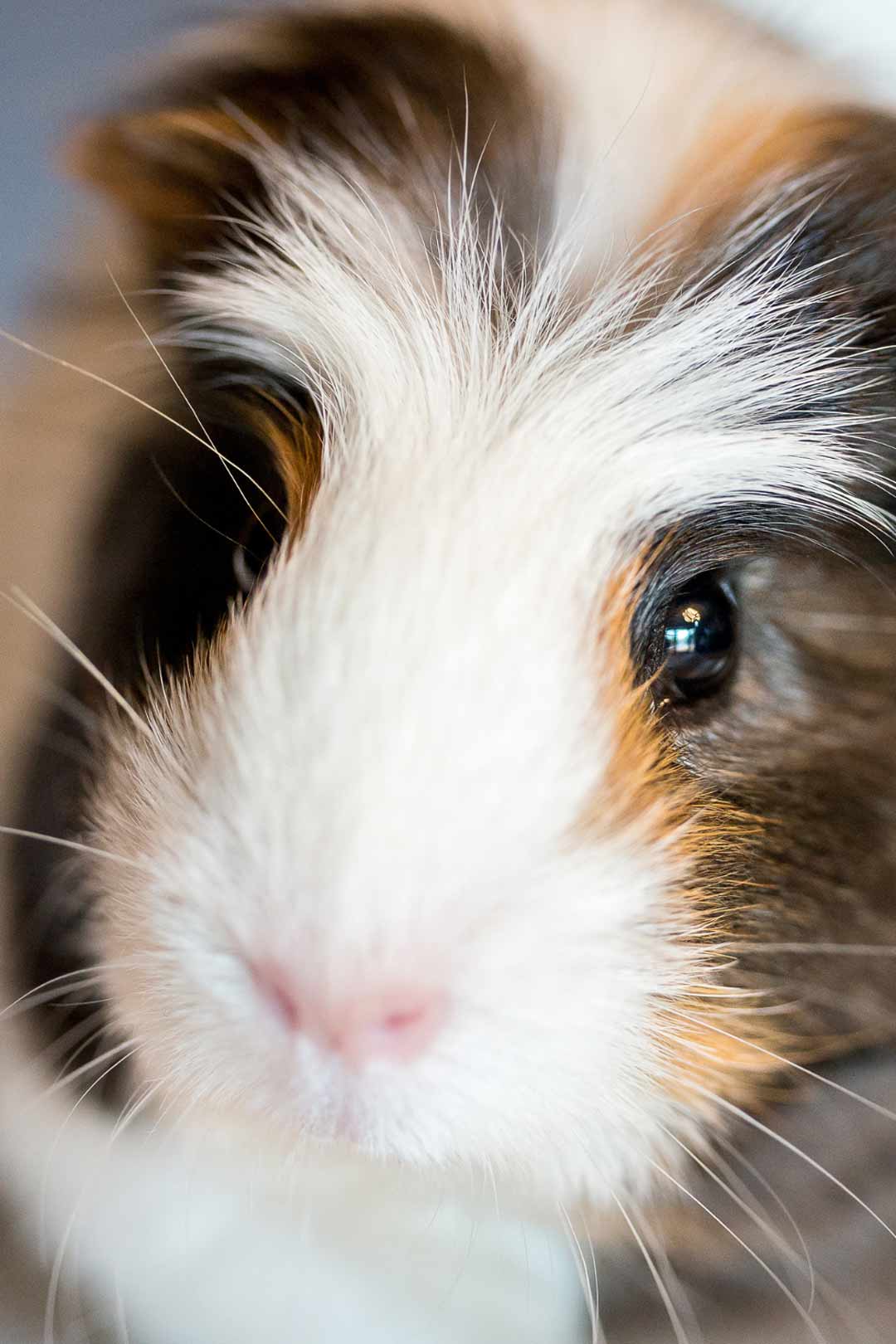 MPH-guinea-pig