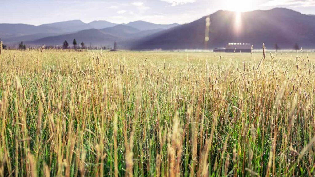 A field of hay on the Mountain Paradise Hay farm