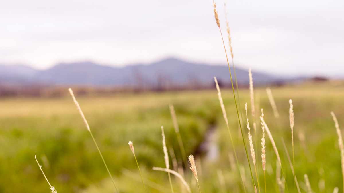 Mountain-Paradise-Hay-Field-Of-Hay