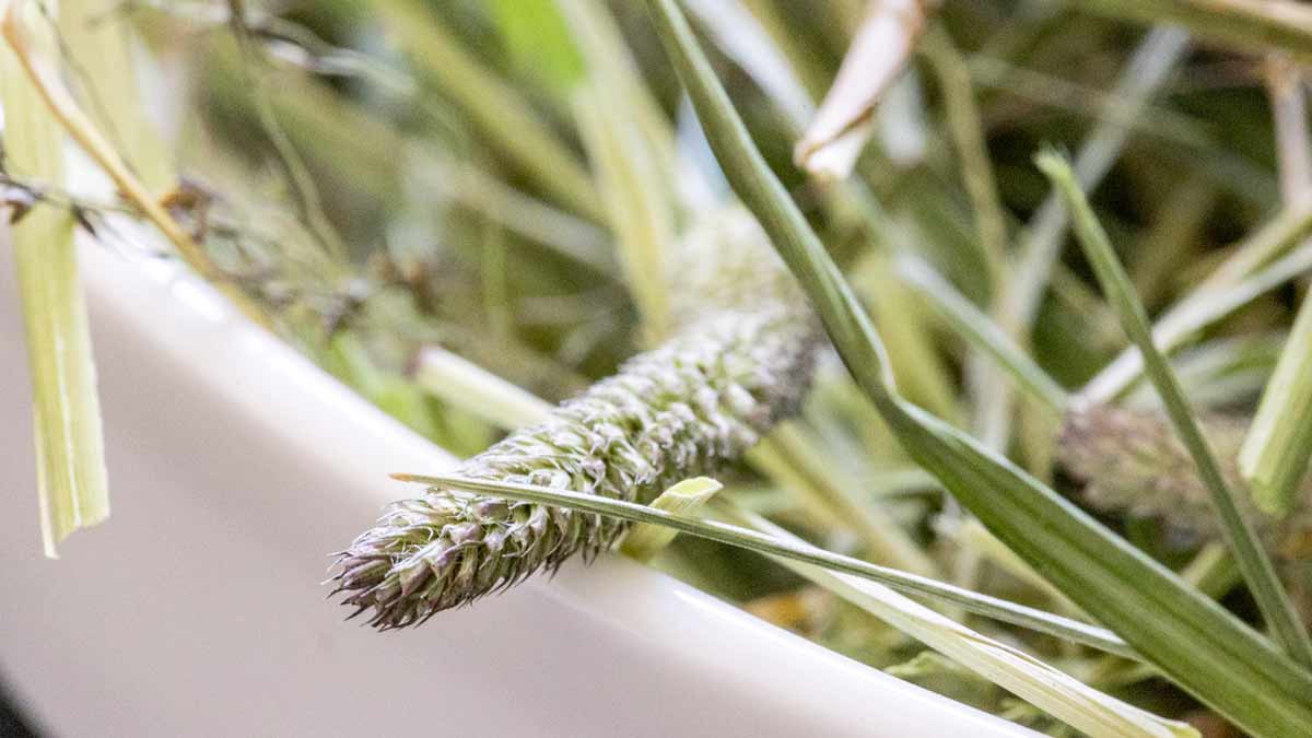 Mountain-Paradise-Hay-Bowl-Of-Hay-Close