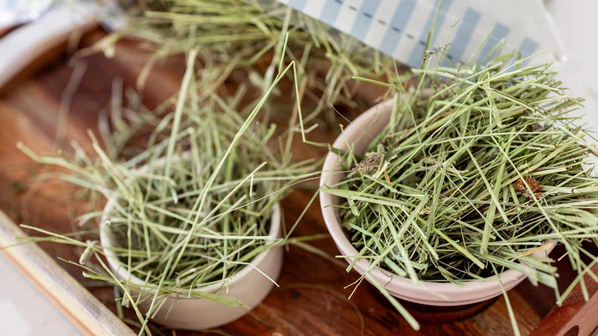 Mountain-Paradise-Hay-Bowls-Of-Hay